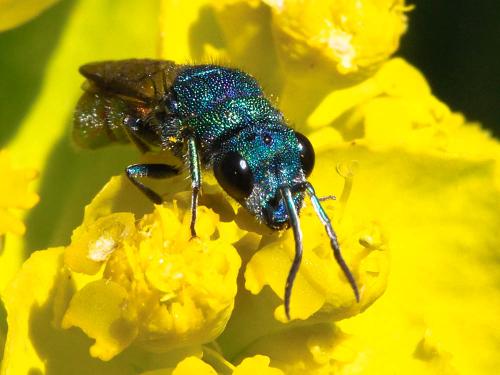 Réf. 166 833 : Chrysura sp.
