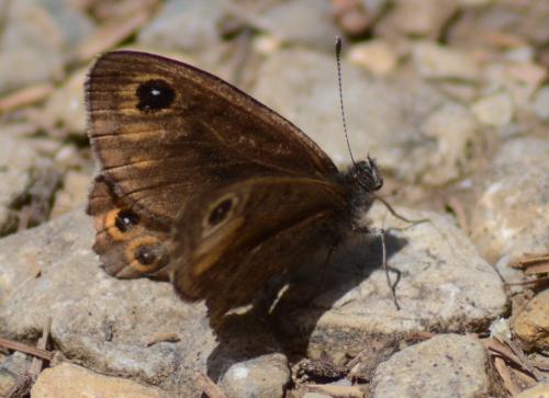 Lasiommata petropolitana