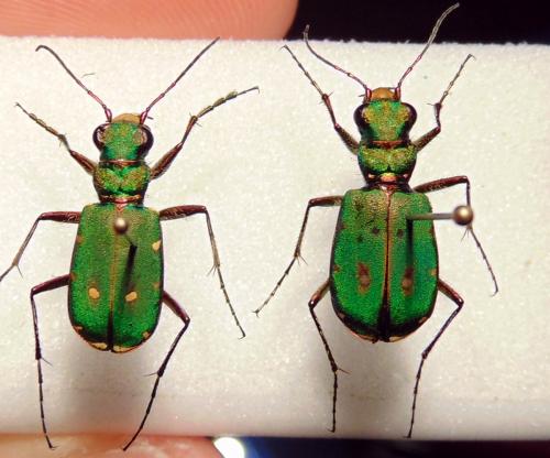 Réf. 166 039 : Cicindela sp.