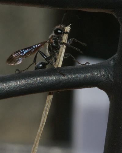Isodontia mexicana