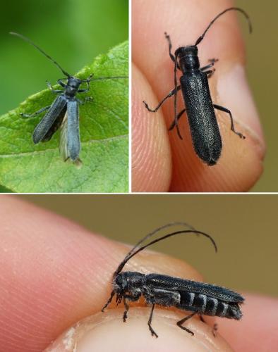 Stenostola dubia