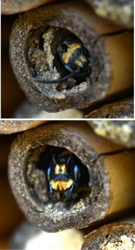 Megachile sculpturalis