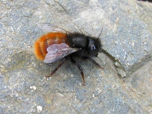 Osmia cornuta