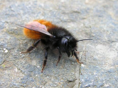 Osmia cornuta