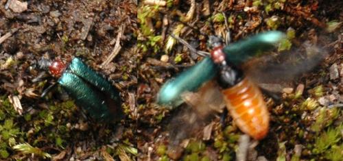 Gaurotes virginea