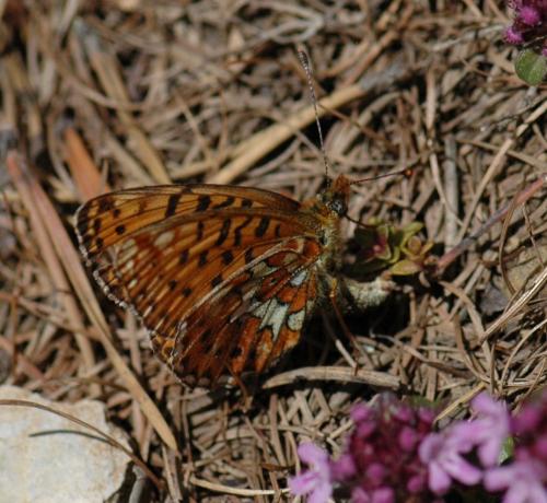Boloria euphrosyne