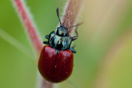 Chrysomela tremula
