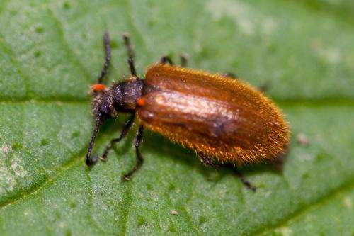 Réf. 166 297 : Lagria sp.
