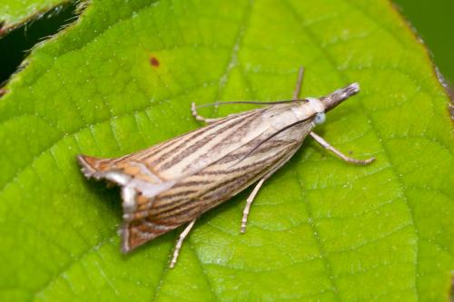 Réf. 166 298 : Chrysoteuchia culmella