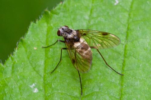 Chrysopilus cristatus
