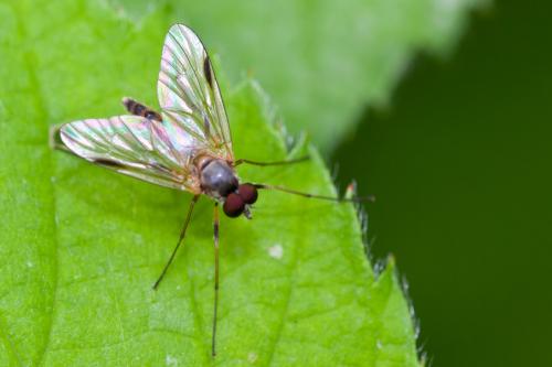 Rhagio lineola