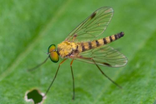 Réf. 166 379 : Chrysopilus asiliformis