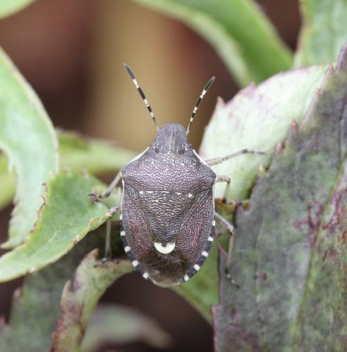 Holcostethus sphacelatus