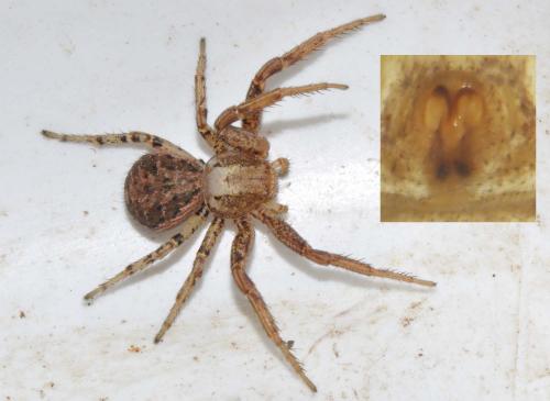 Xysticus gallicus