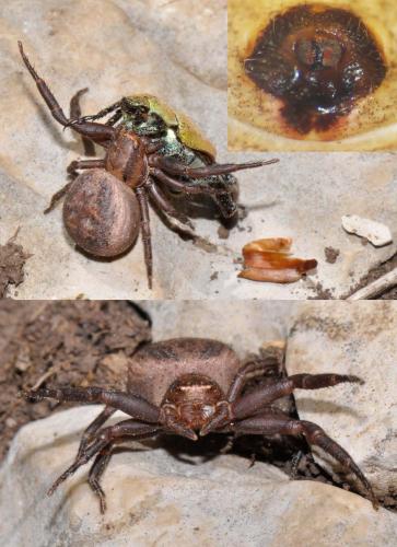 Xysticus sp.
