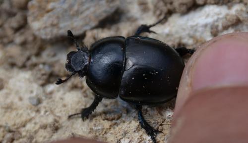 Réf. 166 149 : Trypocopris alpinus