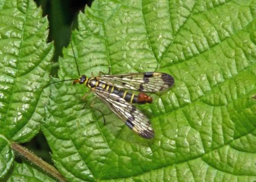 Panorpa communis