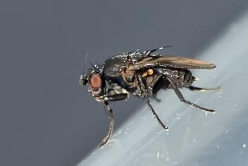 Réf. 166 437 : Coproica sp.