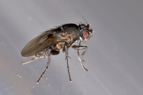 Réf. 166 438 : Coproica sp.