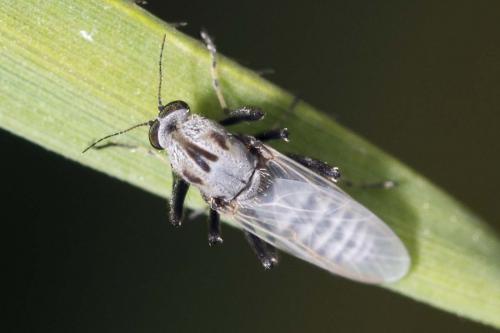 Sphaeromias pictus