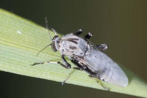 Sphaeromias pictus