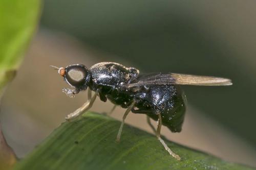 Pachygaster atra