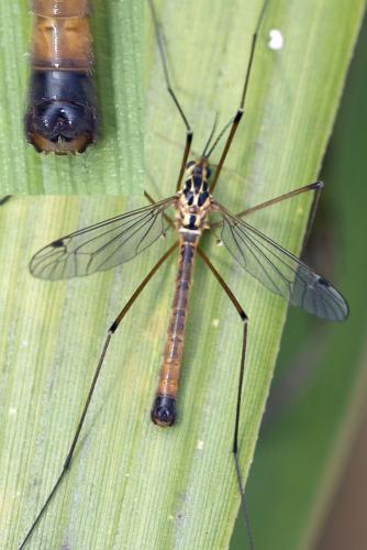 Nephrotoma cornicina