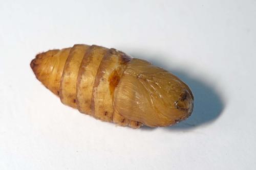 Réf. 166 303 : Bombyx mori