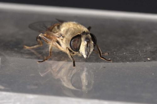 Eristalis tenax