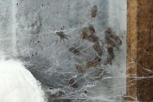 Eratigena atrica