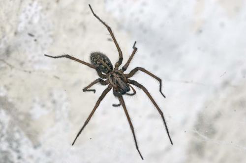 Eratigena atrica
