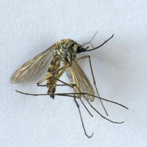 Ochlerotatus sp.