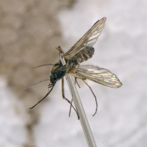 Ochlerotatus sp.