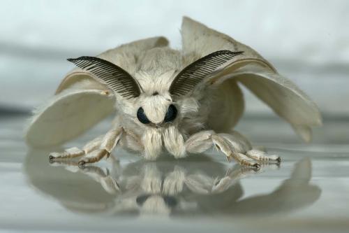 Bombyx mori