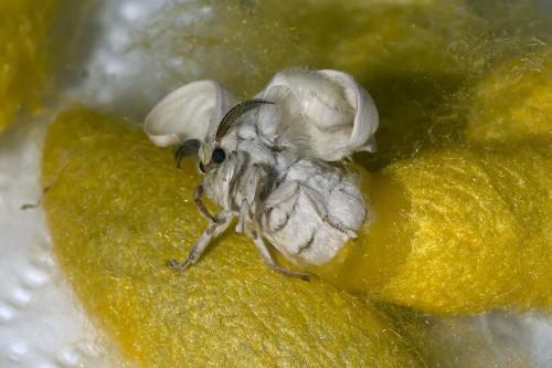 Bombyx mori