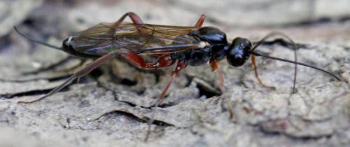 Réf. 166 583 : Rhimphoctona rufocoxalis