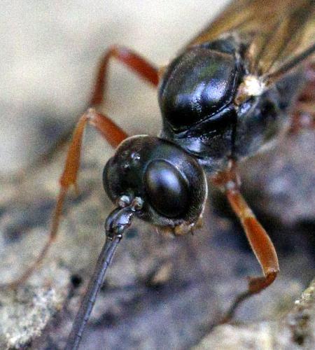 Réf. 166 584 : Rhimphoctona rufocoxalis