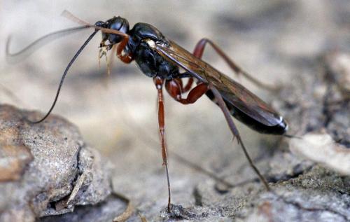Réf. 166 582 : Rhimphoctona rufocoxalis