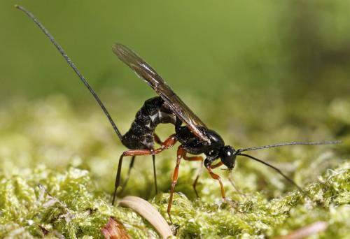 Réf. 166 534 : Dolichomitus sp.