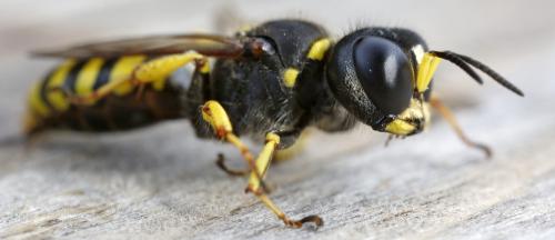 Ectemnius cavifrons