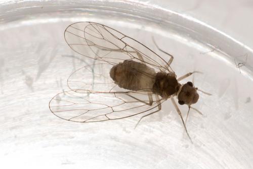 Réf. 166 154 : Psyllipsocus ramburii