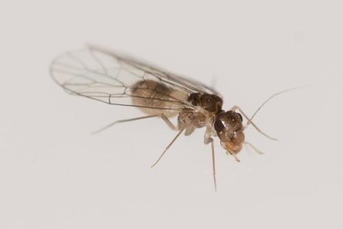 Réf. 166 155 : Psyllipsocus ramburii