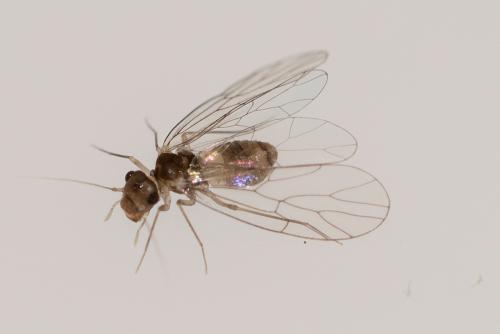 Réf. 166 055 : Psyllipsocus ramburii