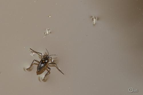 Velia sp.