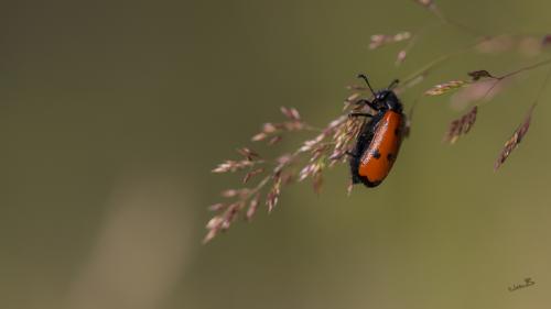 Réf. 166 571 : Mylabris quadripunctata