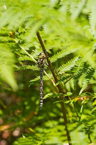 Aeshna cyanea