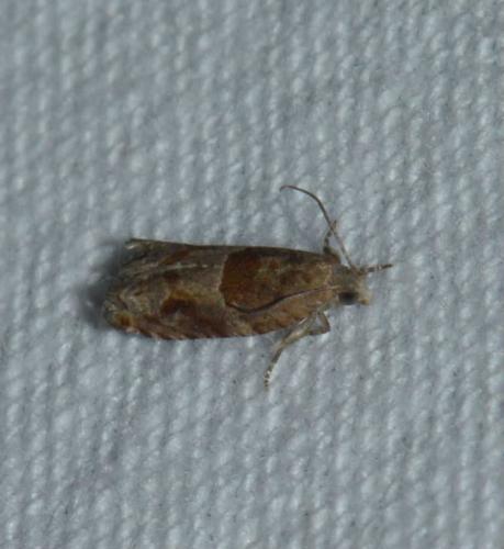 Rhopobota naevana