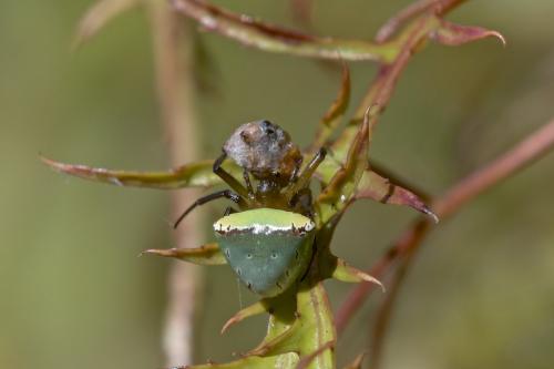 Réf. 166 088 : Araneus cyrtarachnoides