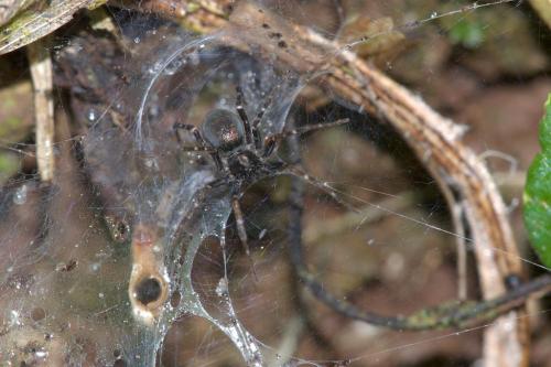 Venonia sp.