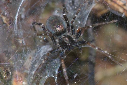 Venonia sp.